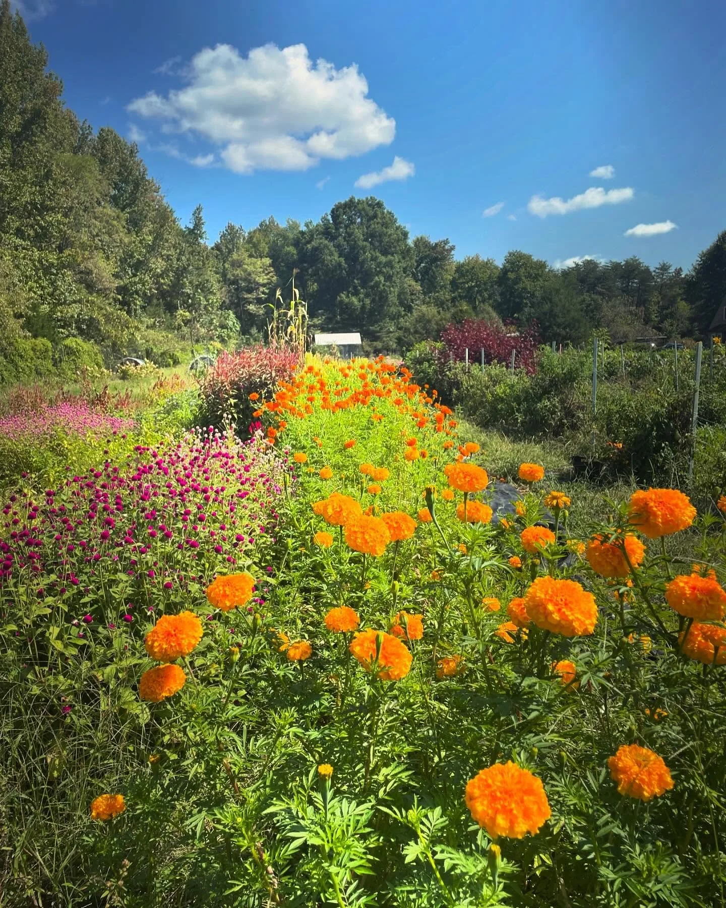 Oh September! You are so magnificent to behold with your clear skies, vibrant colors, and amazing temperatures. 
Why are you also the month of shuttling around for many kids activities and back to school events and paying bills and other activities t