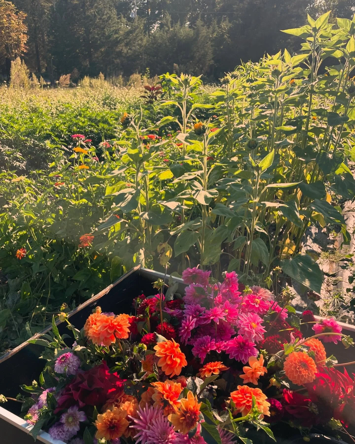 Glorious out here! Harvest is good and the flowers are vibrant. 

Come get em tomorrow 9 am - 2 pm at the @lpmdfm before or after the @charlescountyfair !!!