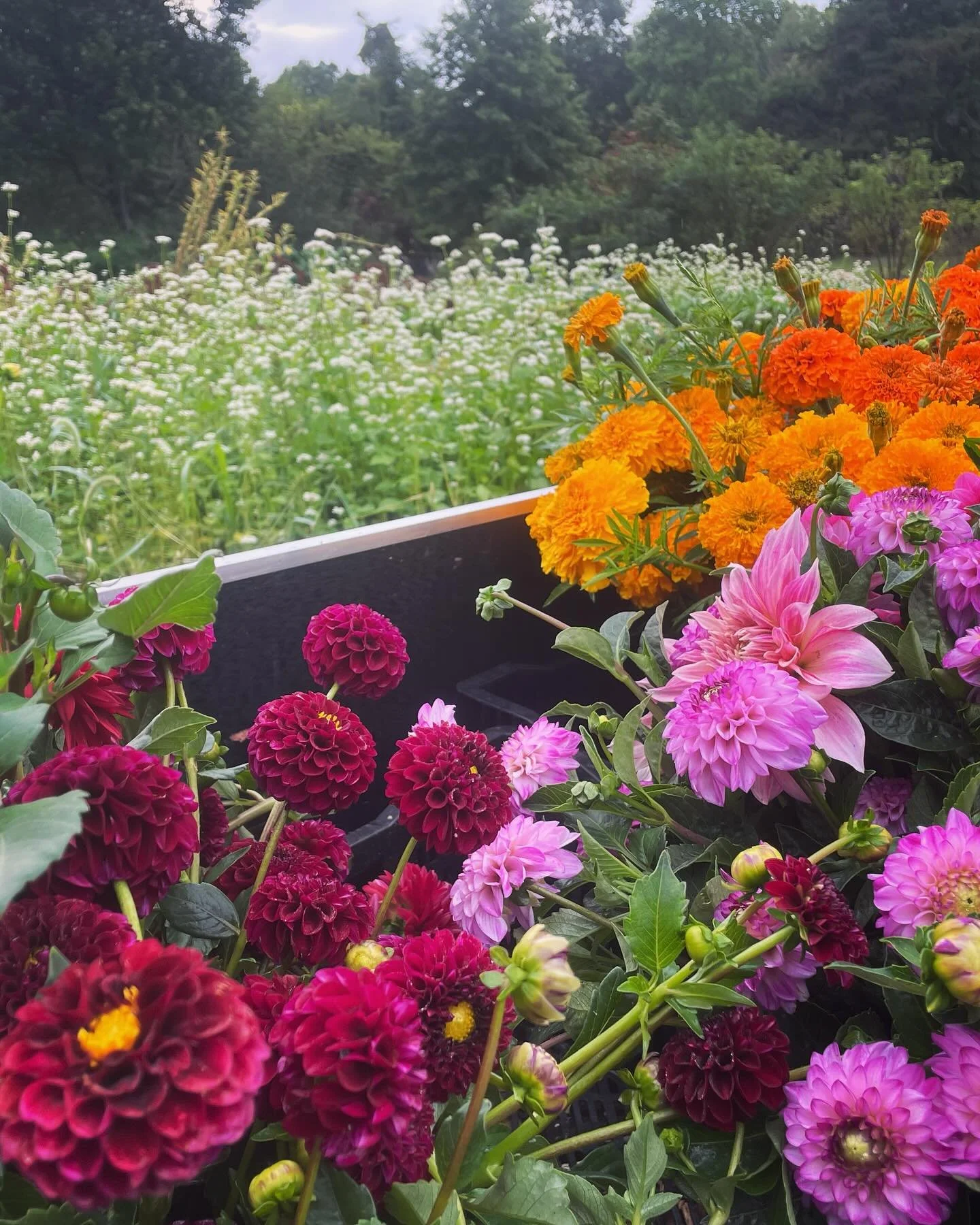 Phew! Long day of picking and arranging flowers but pretty pumped with the results. 
Fresh and ready for you 9 am - 2 pm at the @lpmdfm tomorrow!