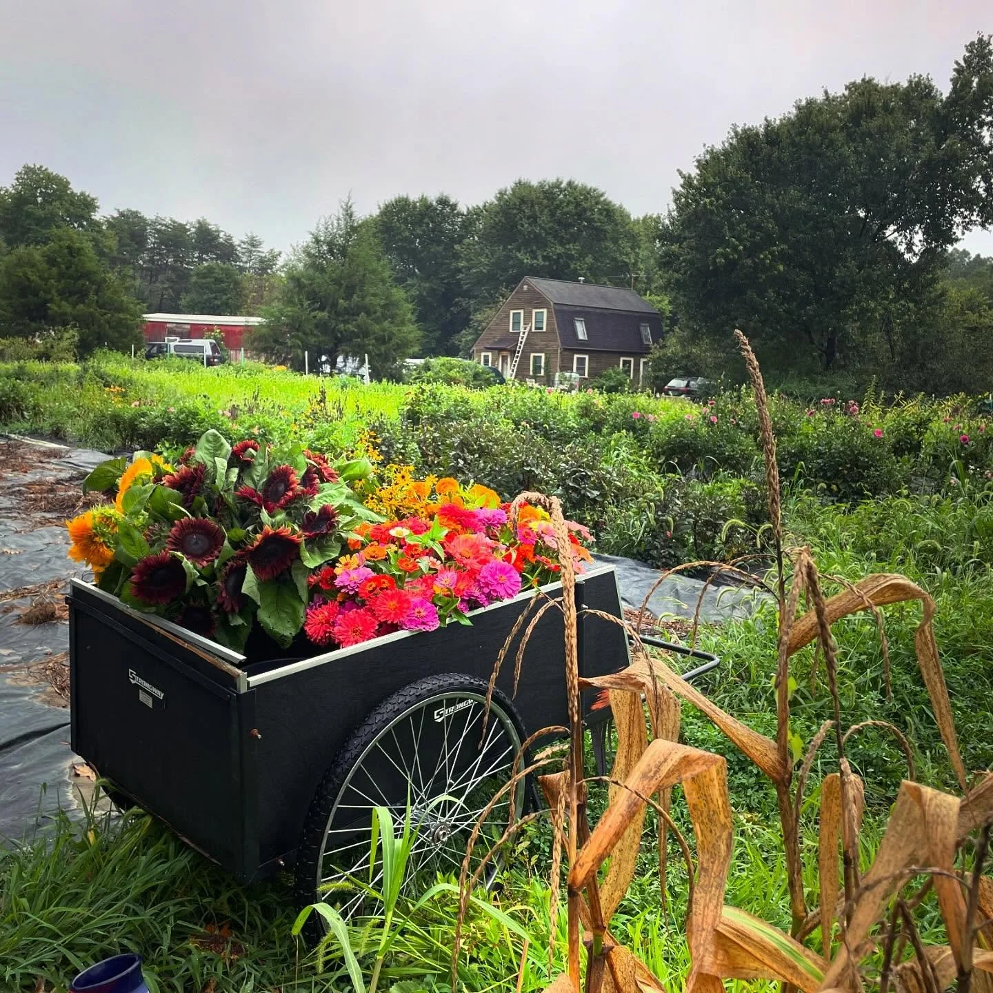 We are firm believers in keeping the seasons straight. So, now it&rsquo;s summer - bright colors, splashing in water, and eating lots of tomatoes.
Somehow a few autumnal palettes snuck into tomorrow&rsquo;s @lpmdfm market arrangements amidst all the 