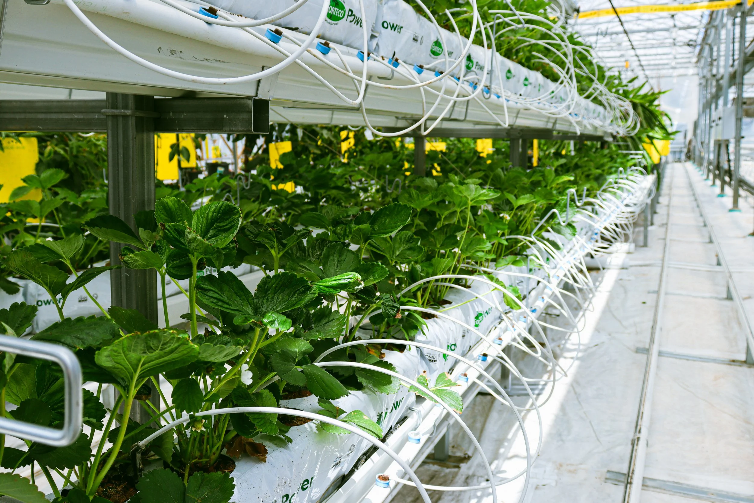 Greenhouse strawberries.jpg