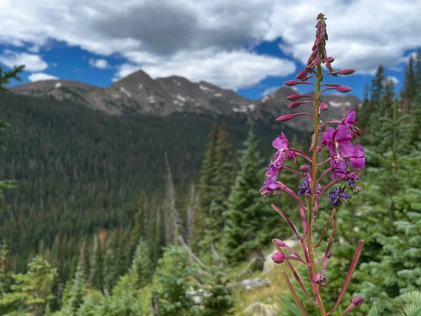 Fireweed 

A flower named for her resilience and audacity 

Known for her tendency to be the first flower to return after a wildfire.

Blooming in late summer, we here.