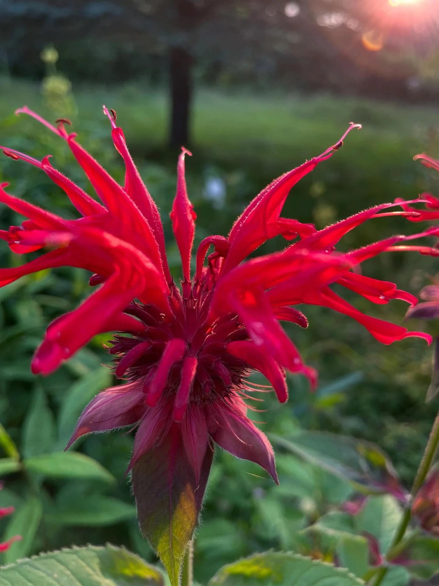 Isn&rsquo;t it comforting to know&hellip;

Something is blooming somewhere&hellip;
Always 🌺 

Featuring the stunning blooms of @gardensgatemanitoulin 

Bee Balm 
Hmmm&hellip;does anyone know the purple ones?
Wood Lily