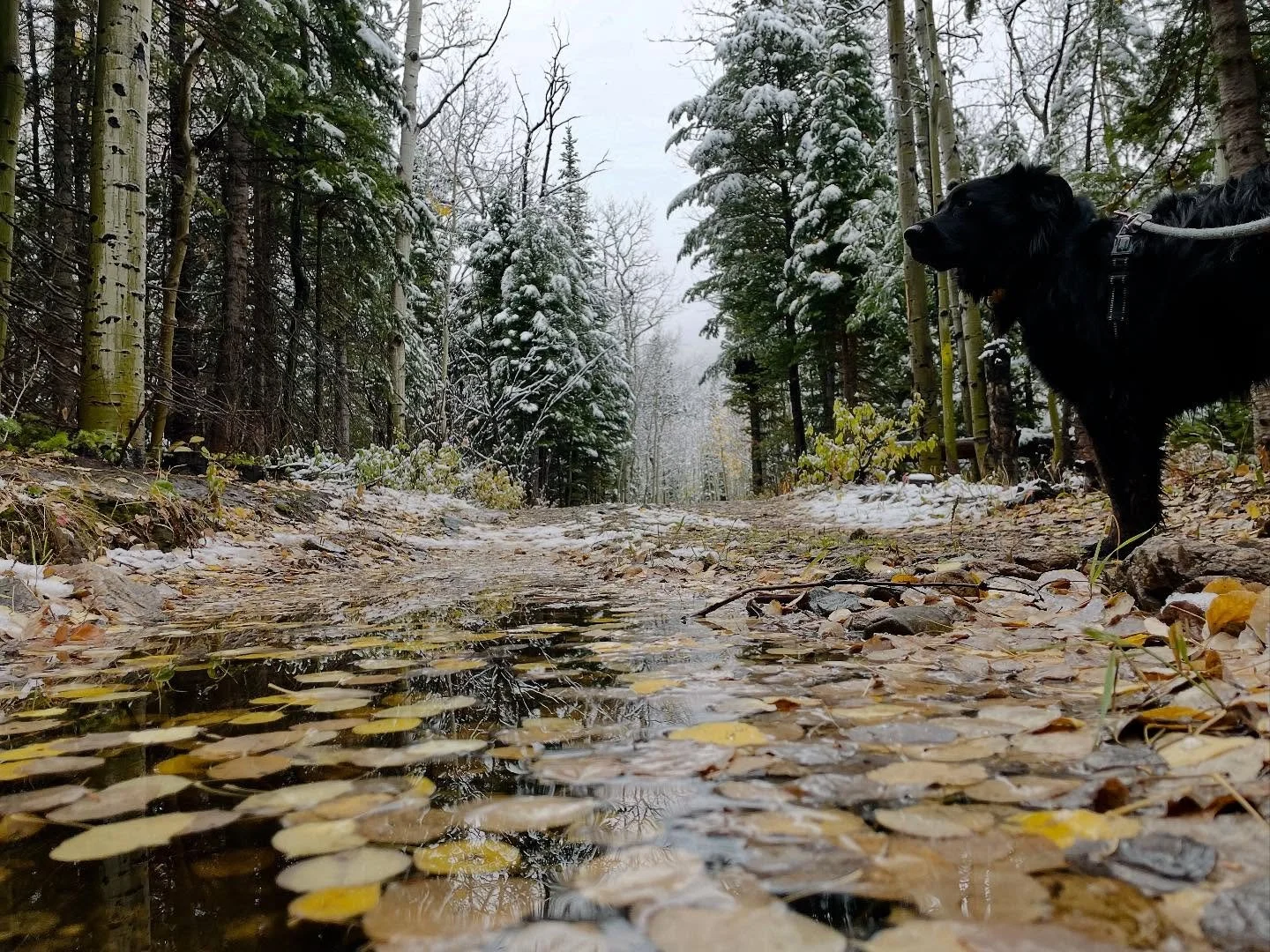 First snowfall on mountain

The day is blanketed with fog... 

And the world is softer somehow.

I love gray days. 

What about the fog of our internal landscapes? The times when life is muted, far away feeling and unclear. 

Brain fog&rdquo; and &ld
