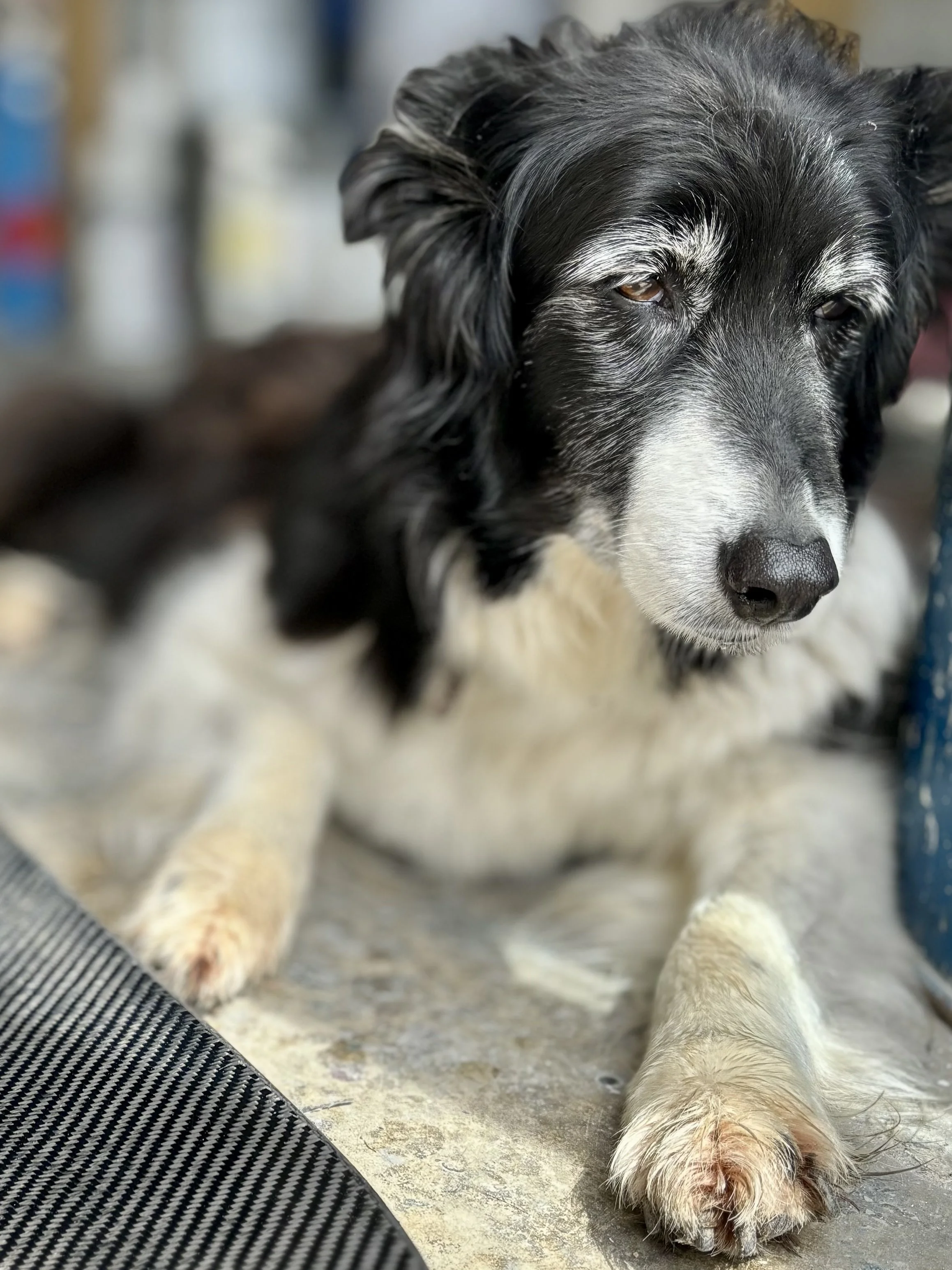 Close-up of a black and white dog with floppy ears, lying on a concrete floor, with a blurred background.