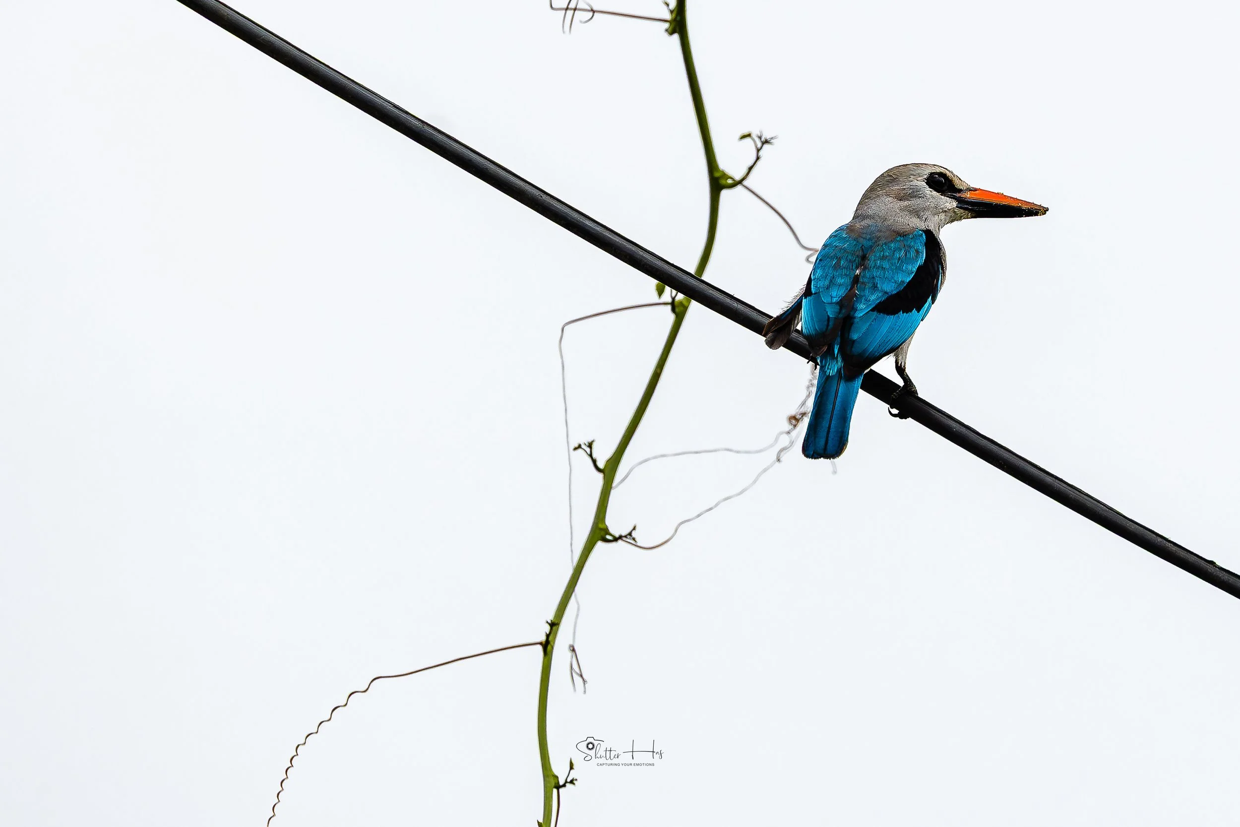 Bird perched on wooden post
