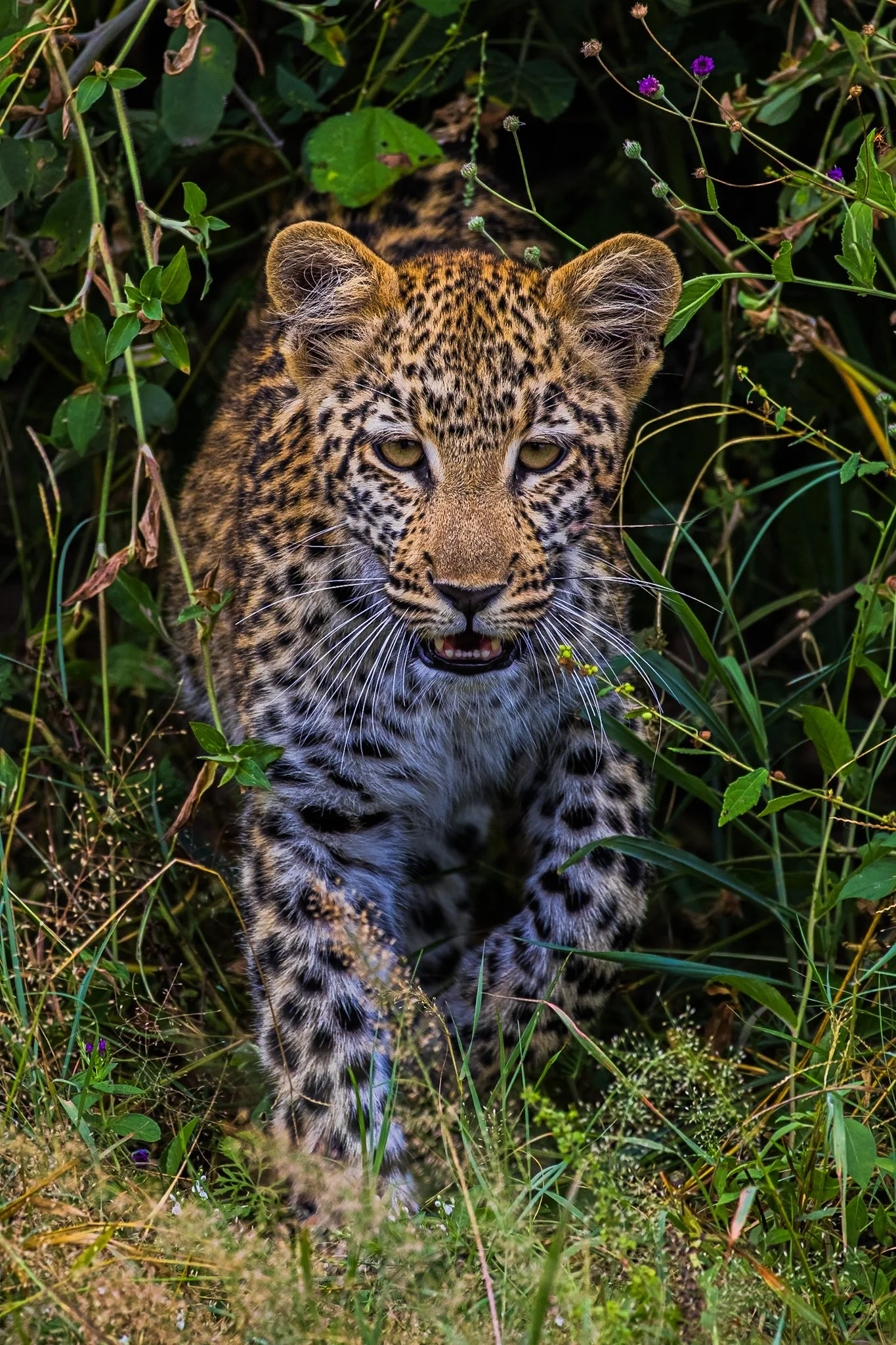 Baby Leopard-3 2.jpg