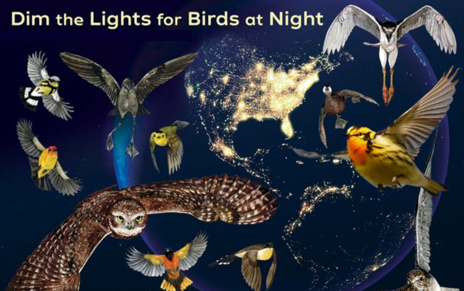 After Dark: Celebrating Migratory Birds and Wildlife