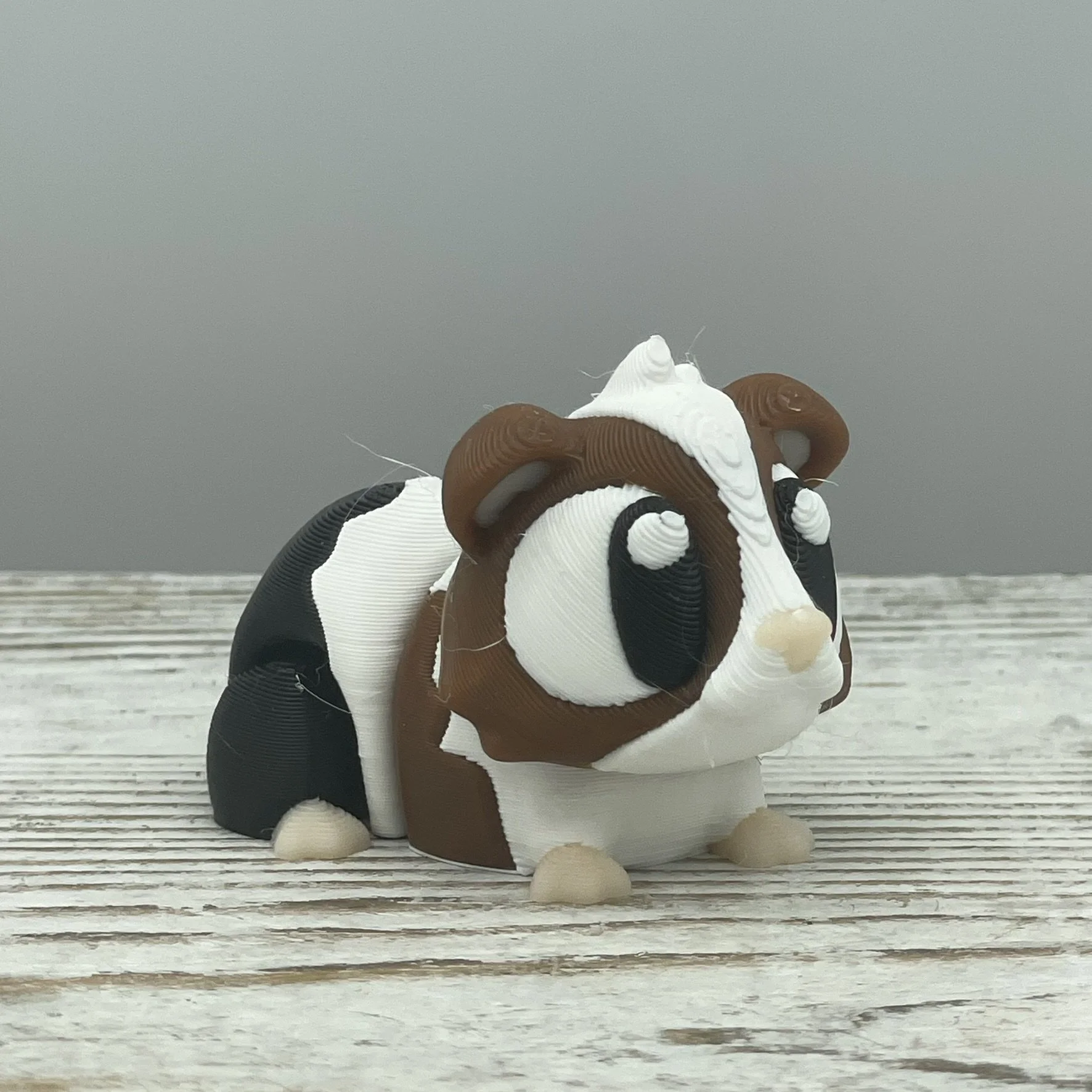 Cocoa Crumb the Guinea Pig