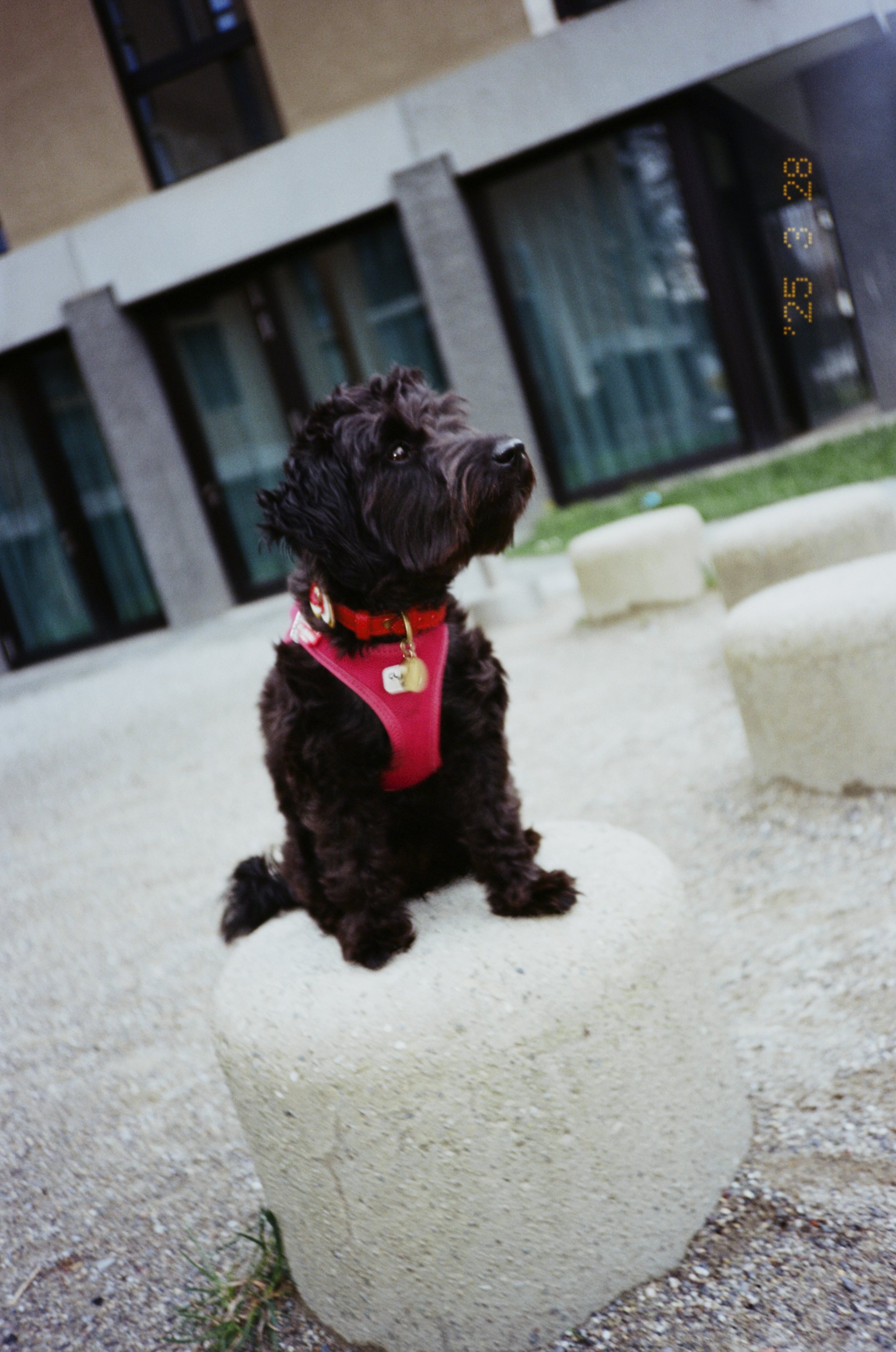 Pippa 1.jpg