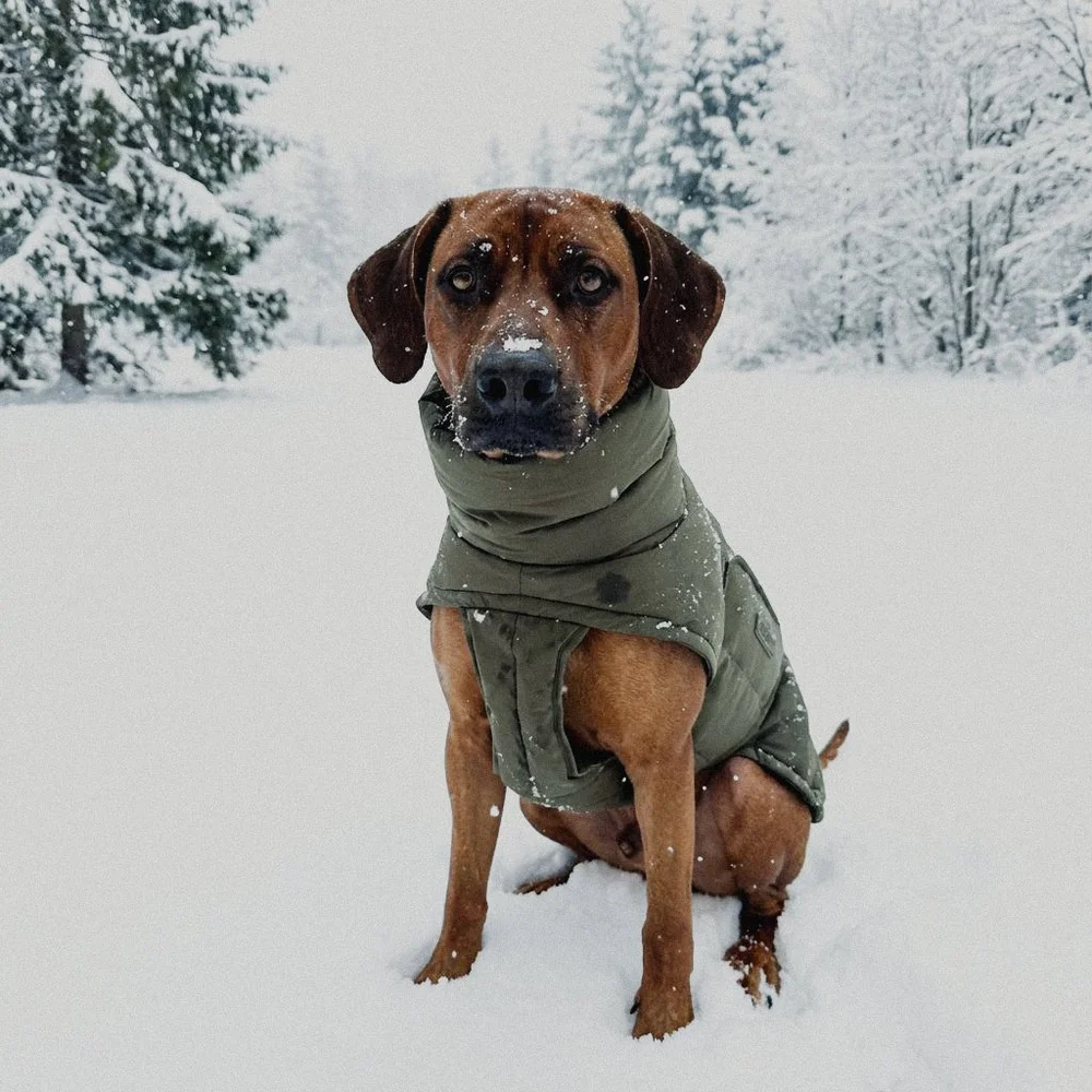 Hund im Schnee
