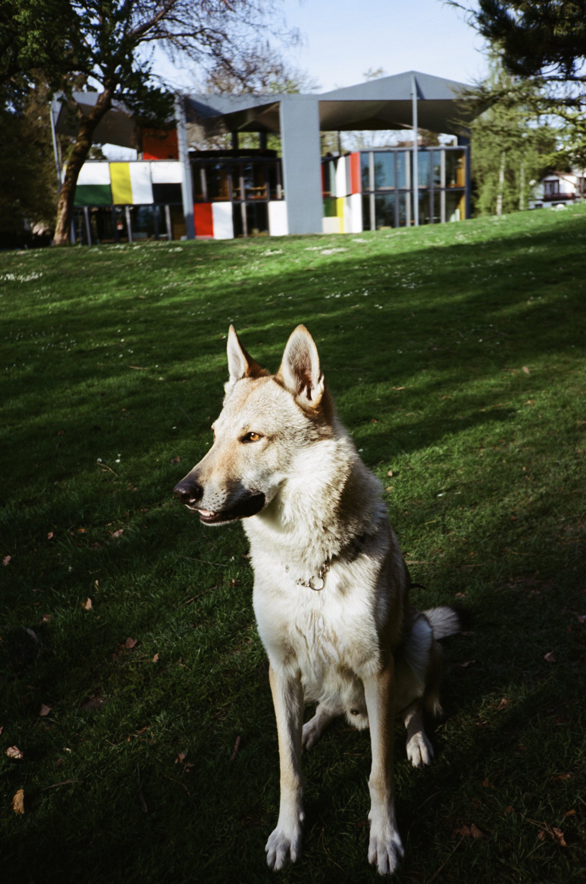Lupo 2.jpg