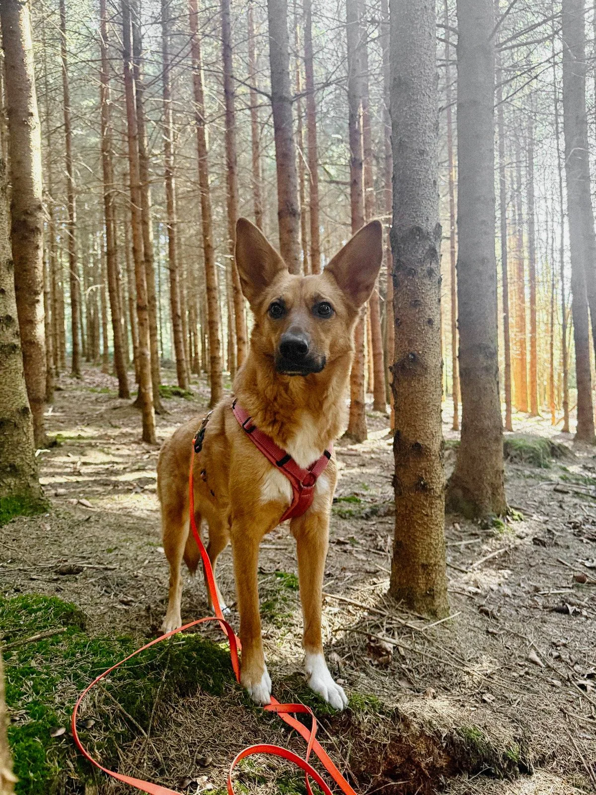 Ein Hund mit rotem Halsband und Leine im Wald, umgeben von Bäumen und Sonnenlicht.