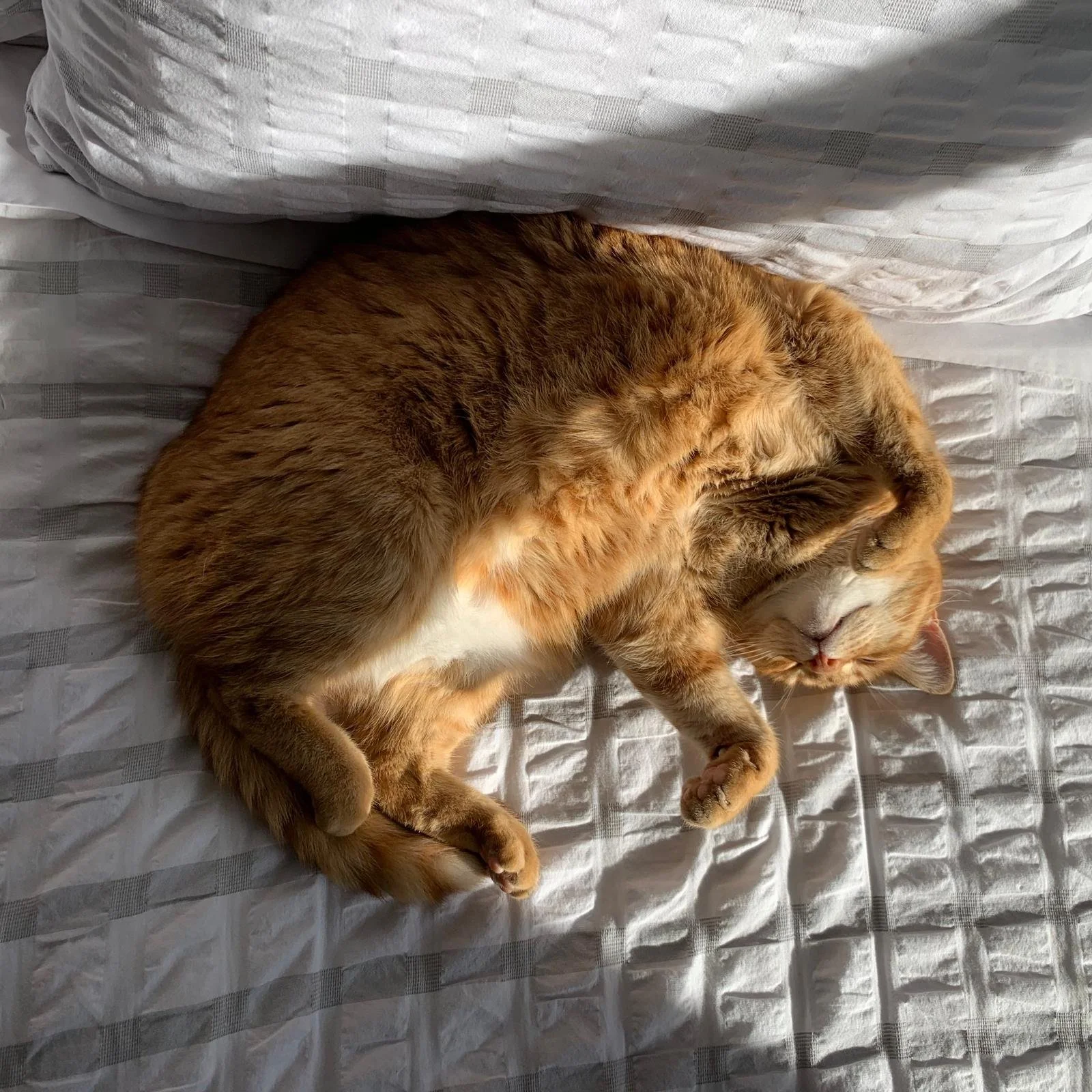 Meet the Home & Order Organizing Cat, Lucy