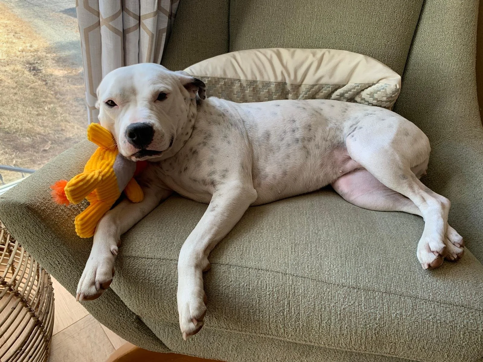 Meet the Home & Order Organizing dog, Rosie