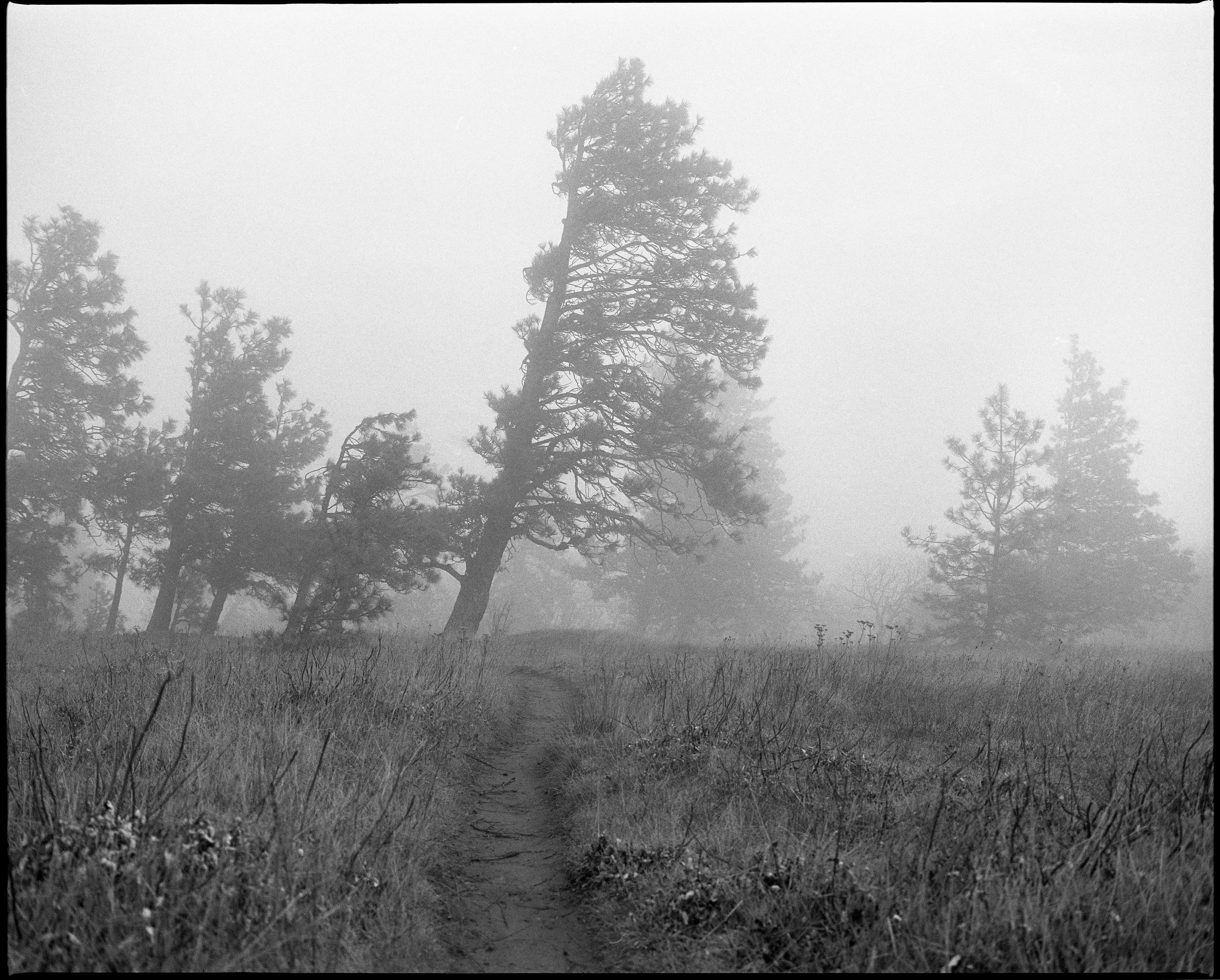 Mosier Plateau Trail photographed with a Mamiya RZ67 and Fomapan medium format black and white film.