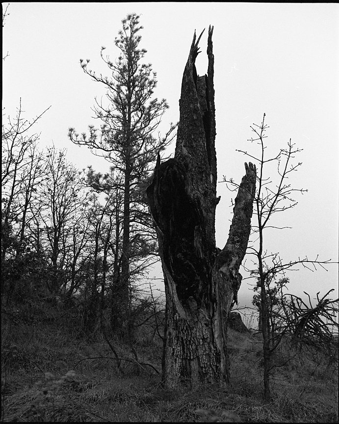 Mosier Plateau Trail photographed with a Mamiya RZ67 and Fomapan 100 black and white medium format film.