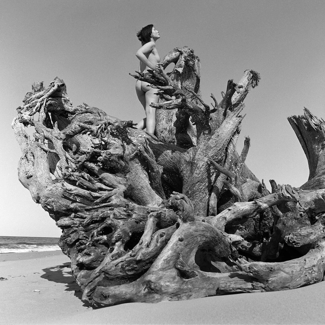 Driftwood At The End Of The World