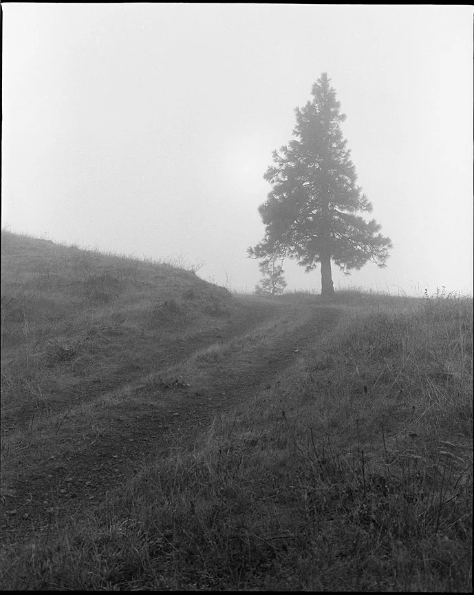 Mosier Plateau Trail photographed with a Mamiya RZ67 and Fomapan 100 medium format film.