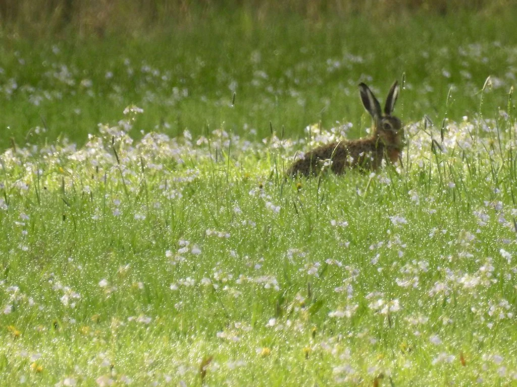 haas tussen pinksterbloemen
