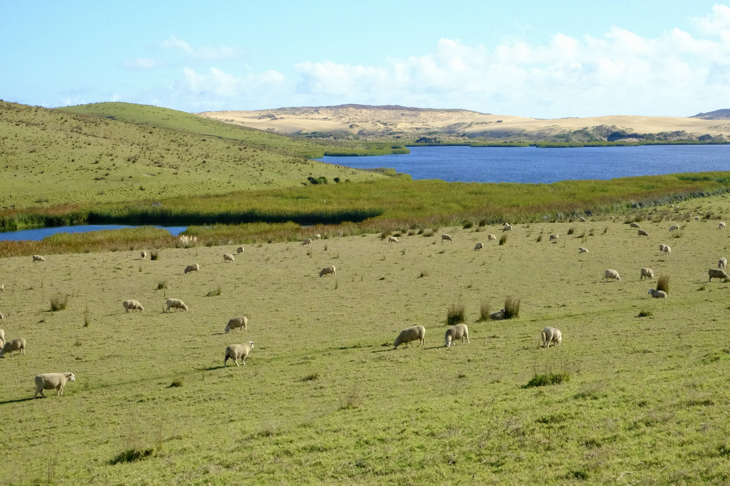 Au pays des moutons