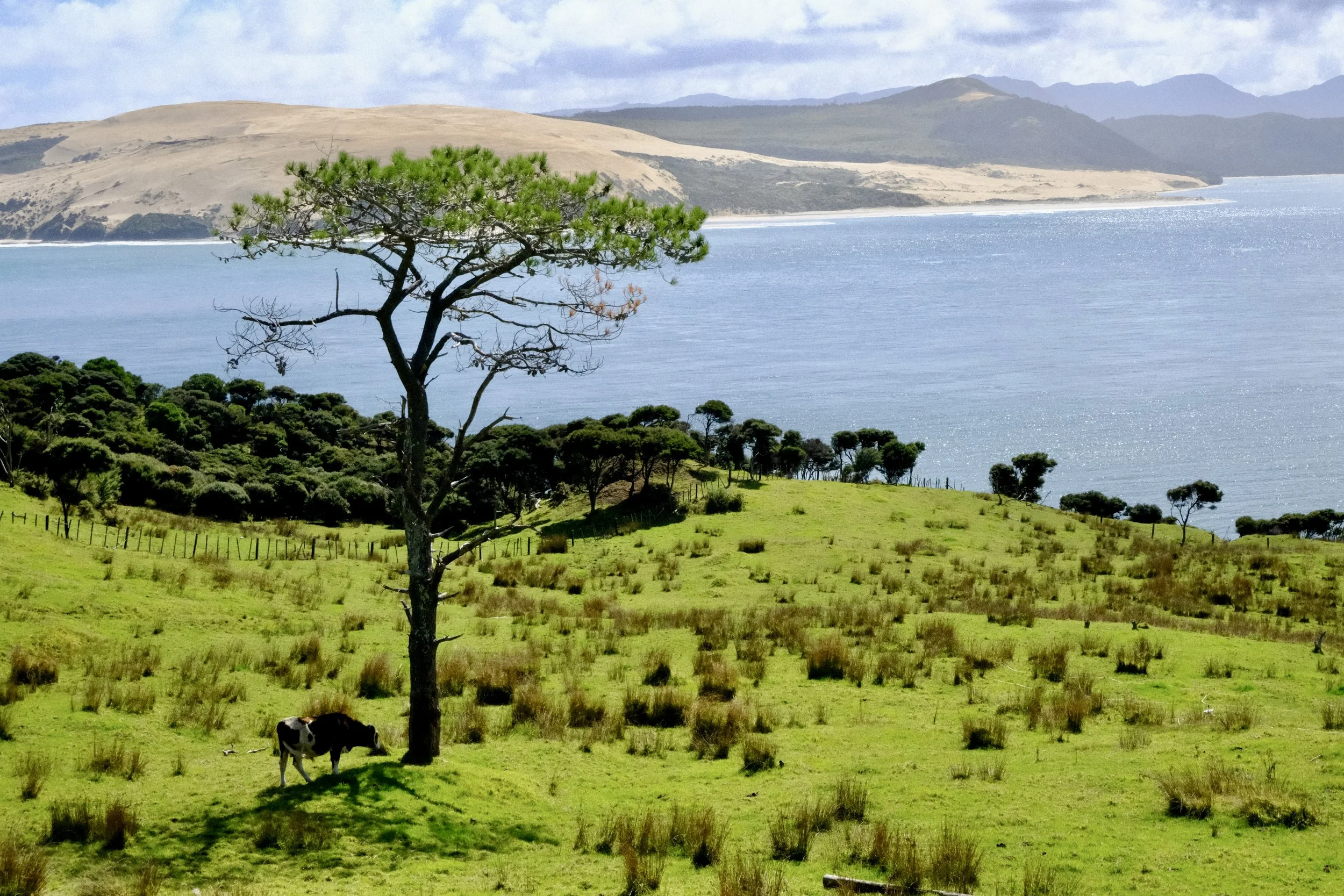 Près d'Opononi