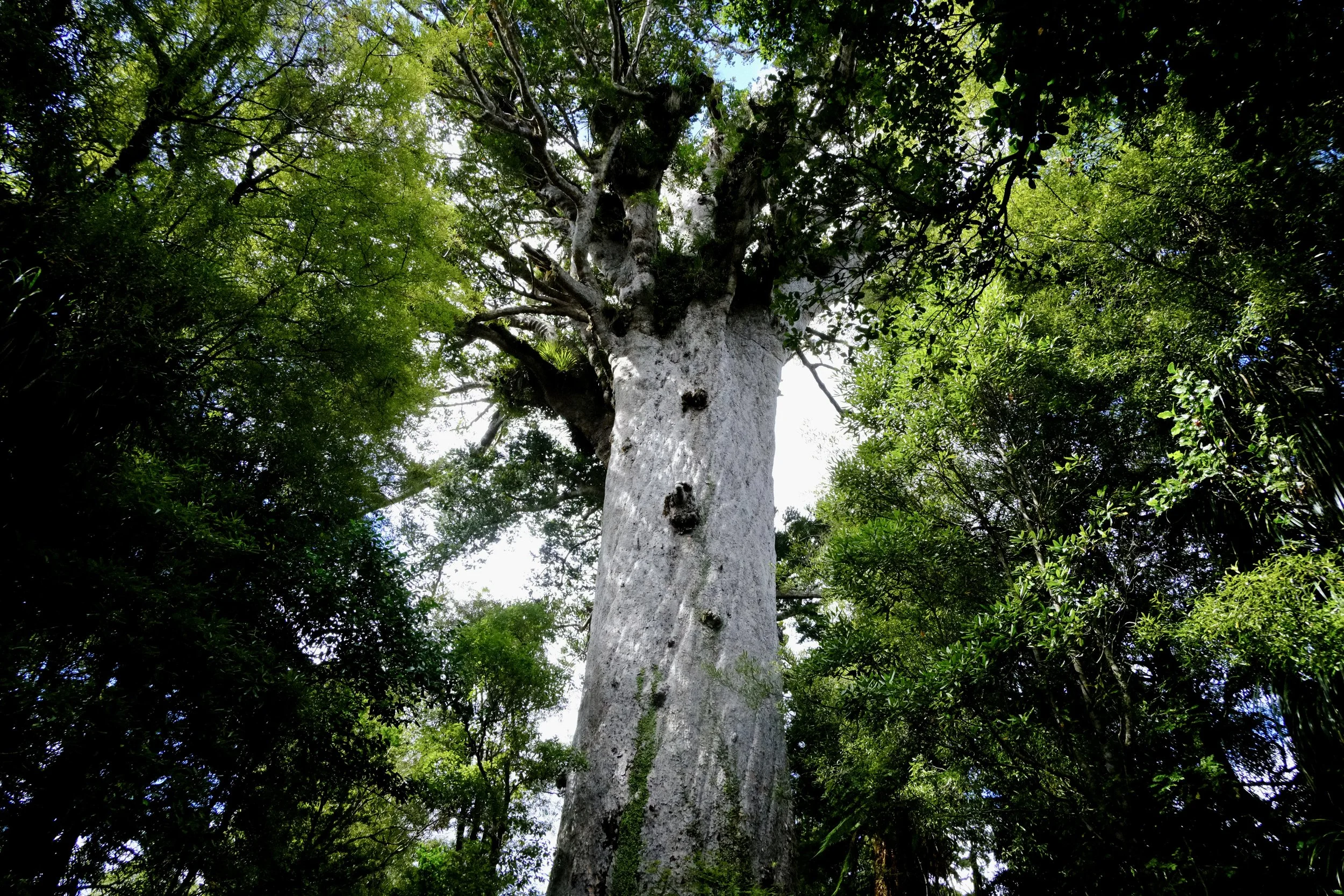 Le Seigneur de la forêt