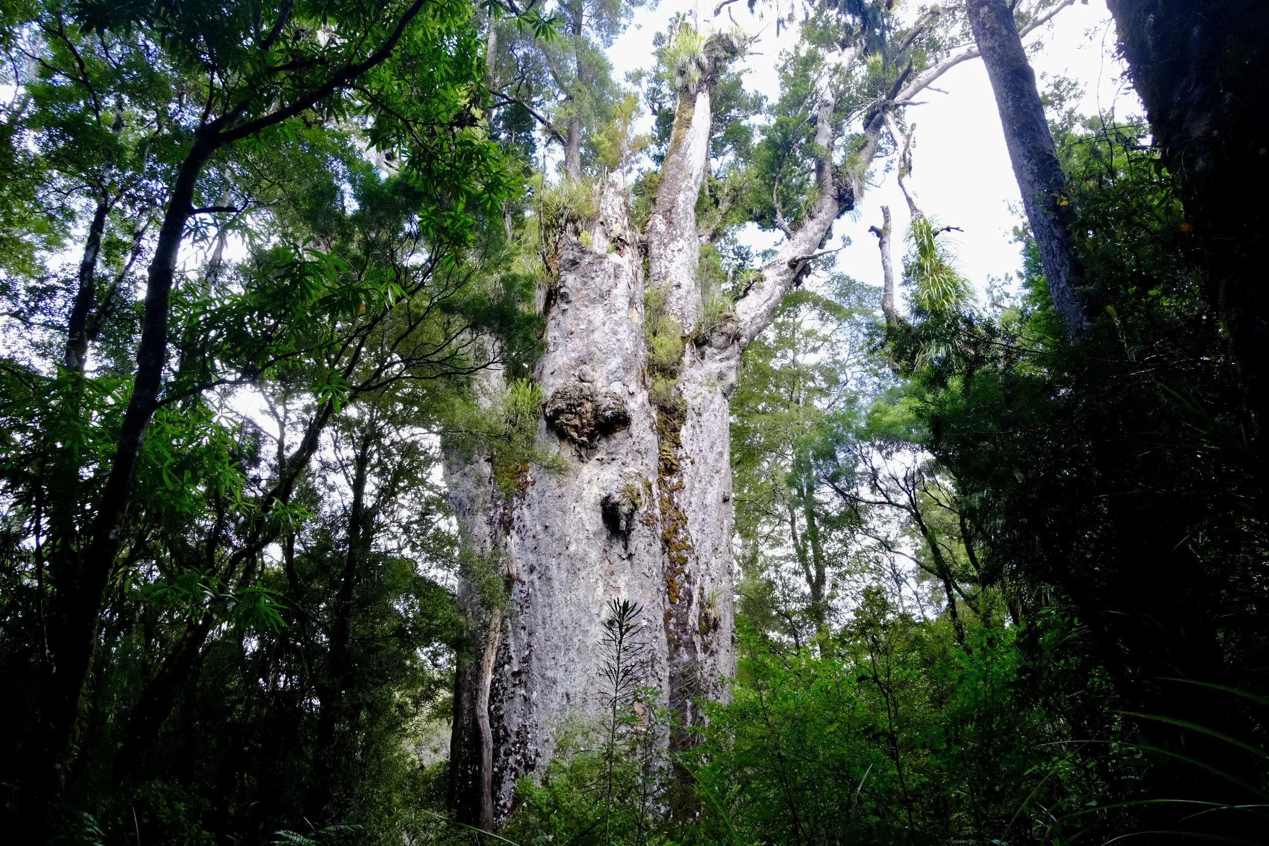 Le Père de la forêt