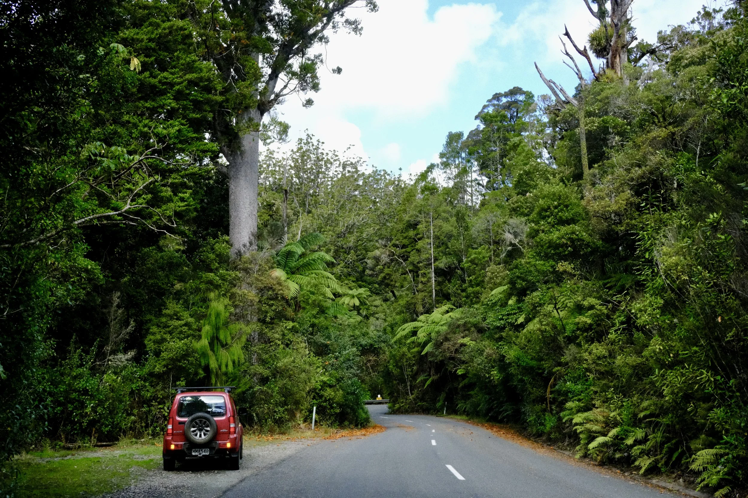 La forêt de Waipoua