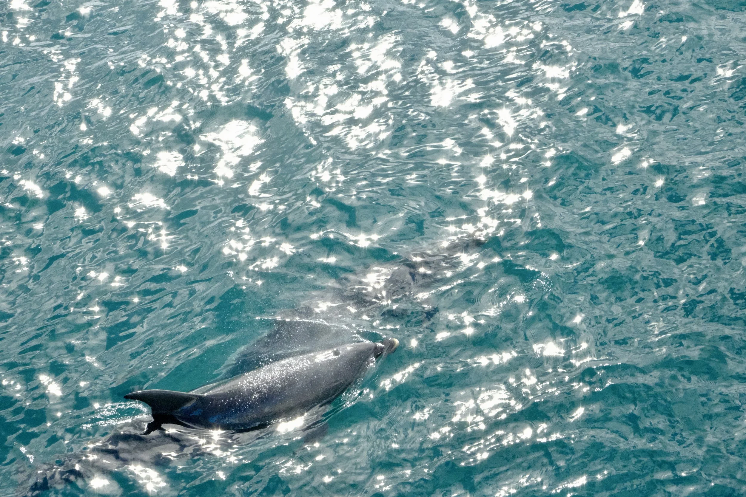 Des dauphins !