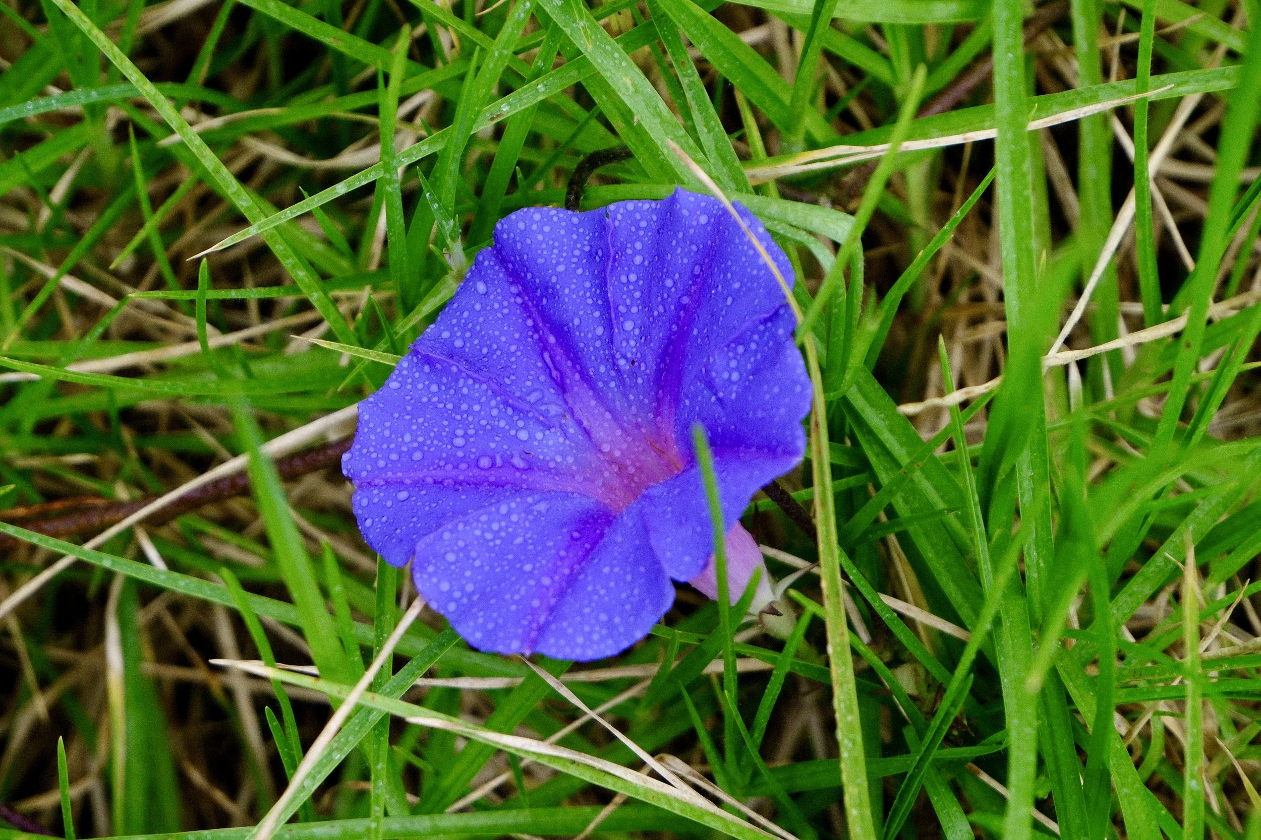 Fleur violette