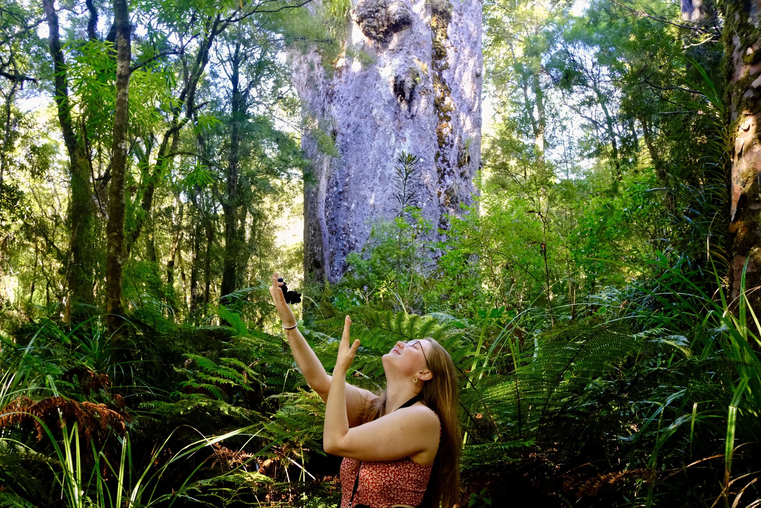 Cassandre à Waipoua