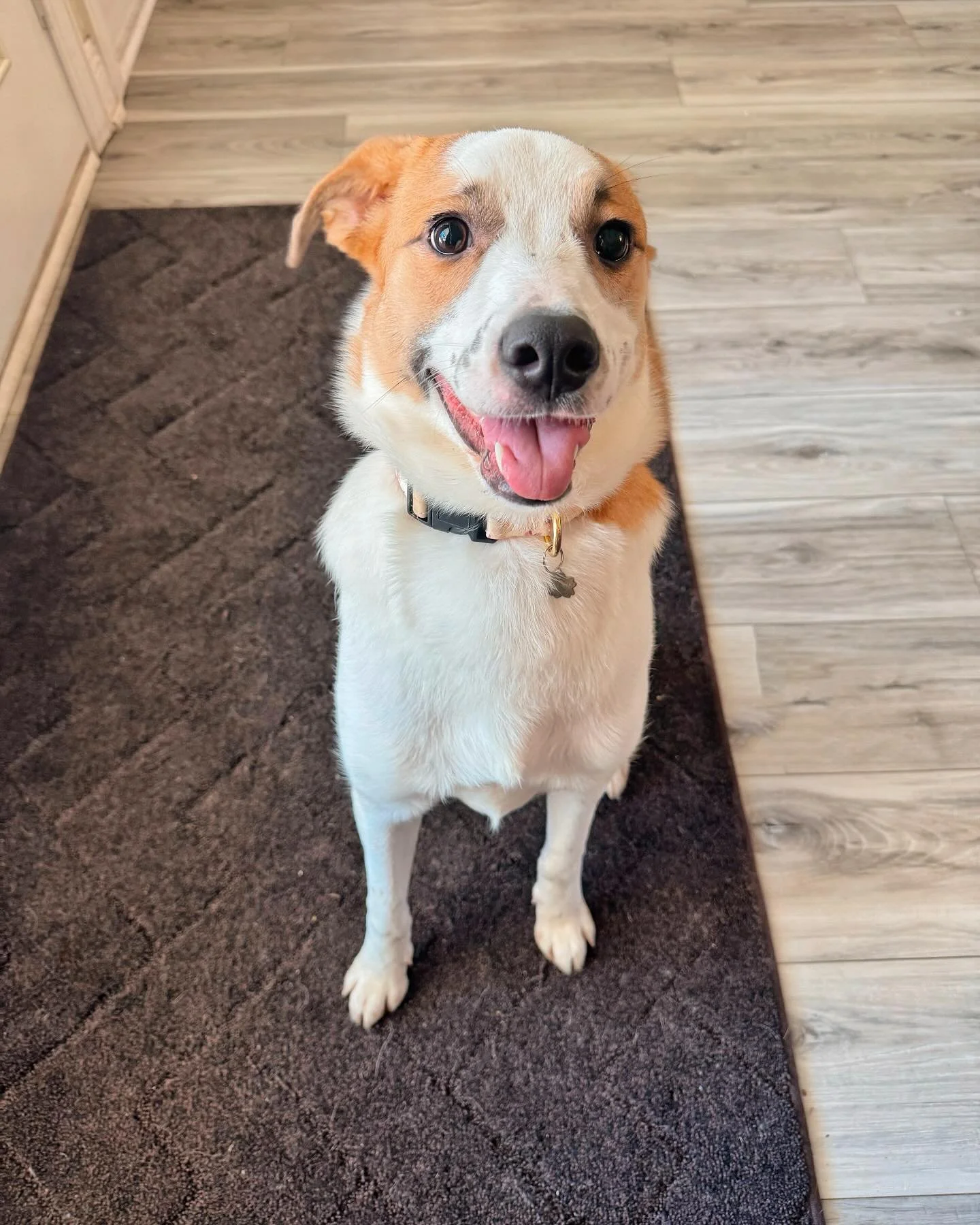 Did someone say pose with your most angelic face? 😇 Because if so, Milli has it down! 😍 Happiest of Fridays everyone! 🎉
-
-
-
#petbusiness #petsitter #dogsofinstagram #dogs #petcare #doglovers #smallbusiness #petlovers #petservice #petservices #do