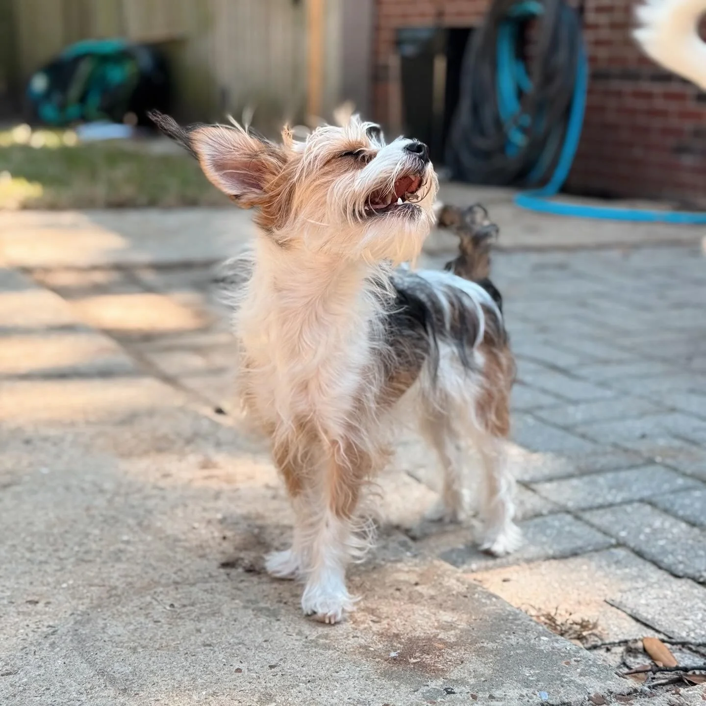 That spring 🌷 time feeling hits like no other! What a beautiful 75&deg; day&hellip; it&rsquo;s definitely March! 🤩
-
-
-
#petbusiness #petsitter #dogsofinstagram #dogs #petcare #doglovers #smallbusiness #petlovers #petservice #petservices #dogsitte