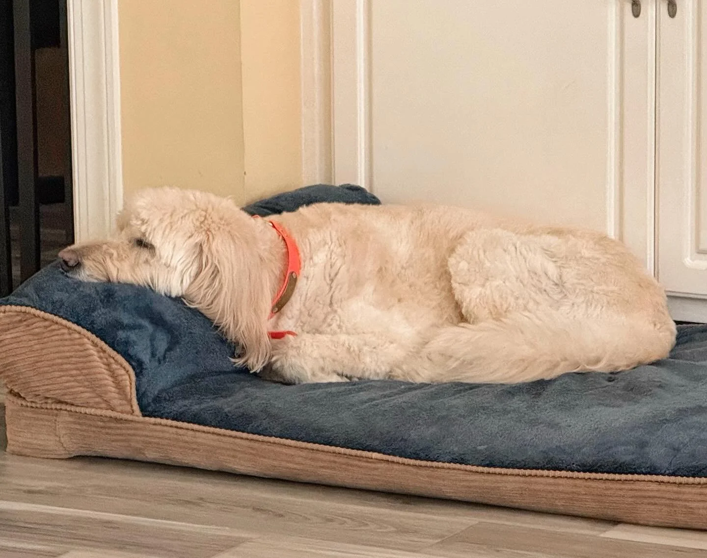 We hope everyone has rested up for the upcoming week! Bella absolutely loves her naps and her cushy bed! ❤️🐾😴
-
-
-
#petbusiness #petsitter #dogsofinstagram #dogs #petcare #doglovers #smallbusiness #petlovers #petservice #petservices #dogsitter #pe