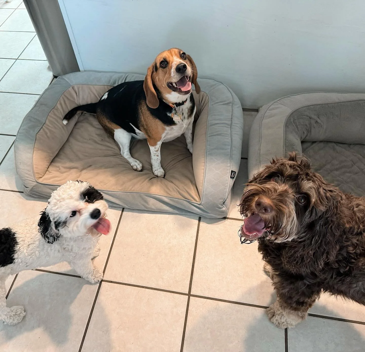 Happiest of Mondays! 🥰😍 
-
-
-
#petbusiness #petsitter #dogsofinstagram #dogs #petcare #doglovers #smallbusiness #petlovers #petservice #petservices #dogsitter #petindustry #doglover #dogsofinsta #petsitting #dogsitting #dogsitterlife #mobileal #al