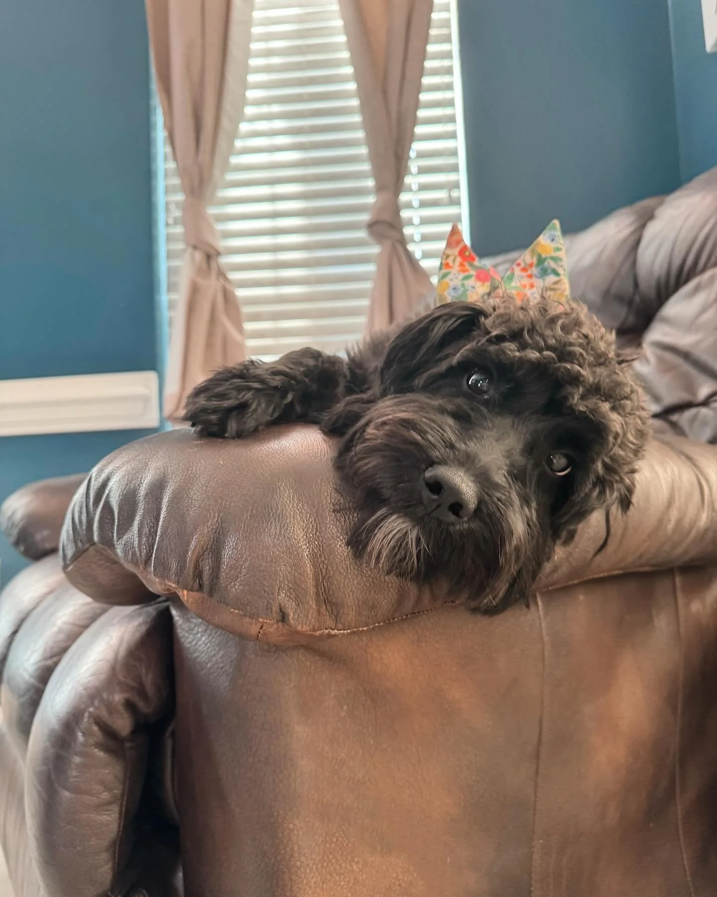 New girl on the block! 🎉 Winnie is so precious! ❤️🐾
-
-
-
#petbusiness #petsitter #dogsofinstagram #dogs #petcare #doglovers #smallbusiness #petlovers #petservice #petservices #dogsitter #petindustry #doglover #dogsofinsta #petsitting #dogsitting #