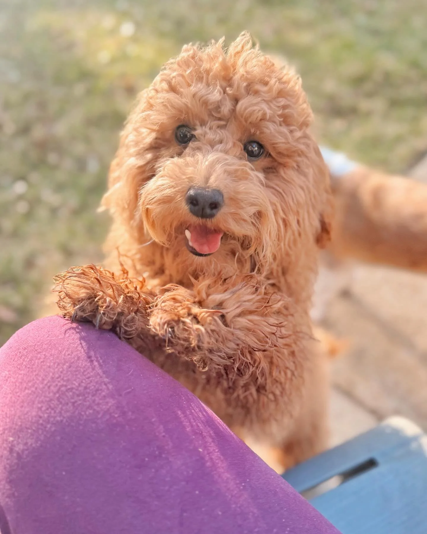 The absolute most precious Cookie girl says good morning! 🐾🥰🌞 Happy Friday! 🙂
-
-
-
-
#petbusiness #petsitter #dogsofinstagram #dogs #petcare #doglovers #smallbusiness #petlovers #petservice #petservices #dogsitter #petindustry #doglover #dogsofi