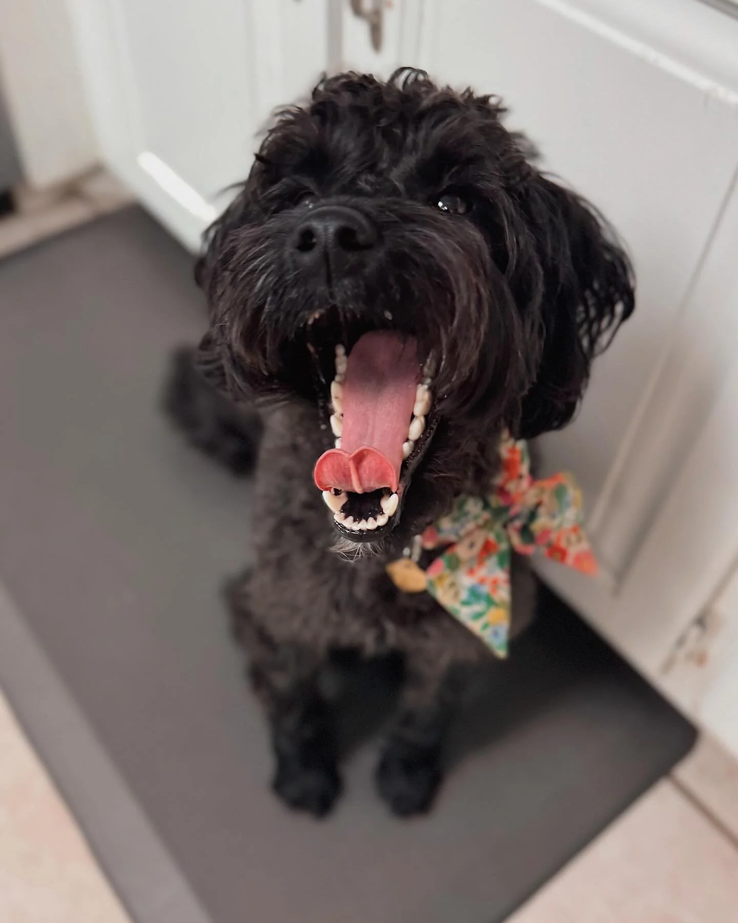 It&rsquo;s a Monday morning which means lots of yawning 🥱 we hope everyone has a great week ahead! 🎉🐾
-
-
-
#petbusiness #petsitter #dogsofinstagram #dogs #petcare #doglovers #smallbusiness #petlovers #petservice #petservices #dogsitter #petindust