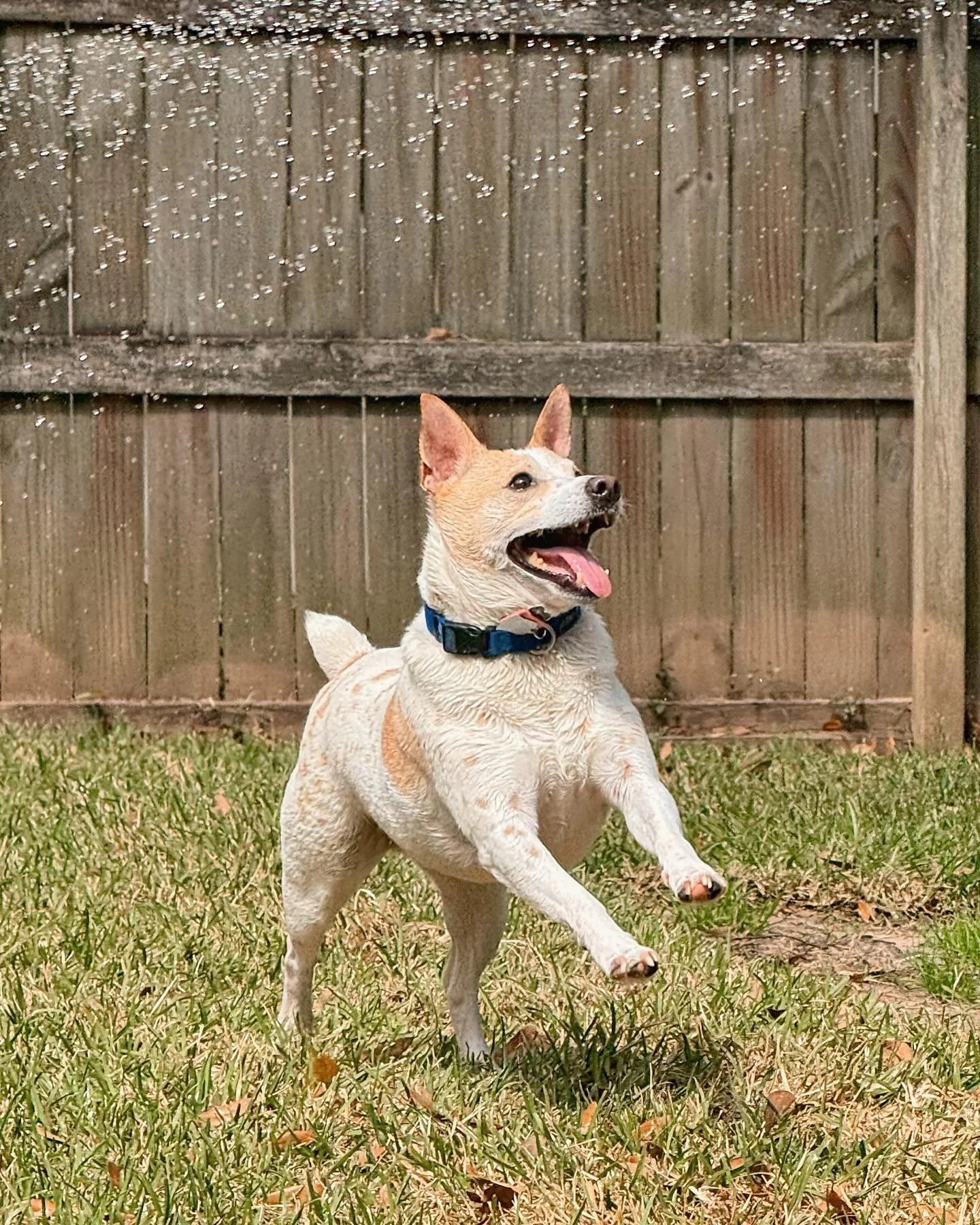 Sweetest Bolt LOVES water 💦 He would play in the sprinklers all day if he could! 😂🐕
-
-
-
#petbusiness #petsitter #dogsofinstagram #dogs #petcare #doglovers #smallbusiness #petlovers #petservice #petservices #dogsitter #petindustry #doglover #dogs