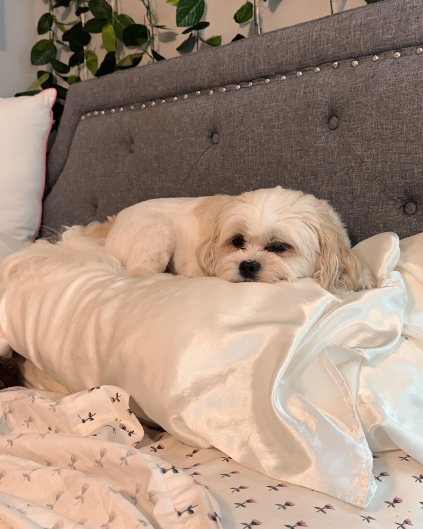 When I say your pup will be right at home here&hellip; I truly mean that 😂🥰 Pumpkin definitely agrees! 😴 
-
-
-
#petbusiness #petsitter #dogsofinstagram #dogs #petcare #doglovers #smallbusiness #petlovers #petservice #petservices #dogsitter #petin