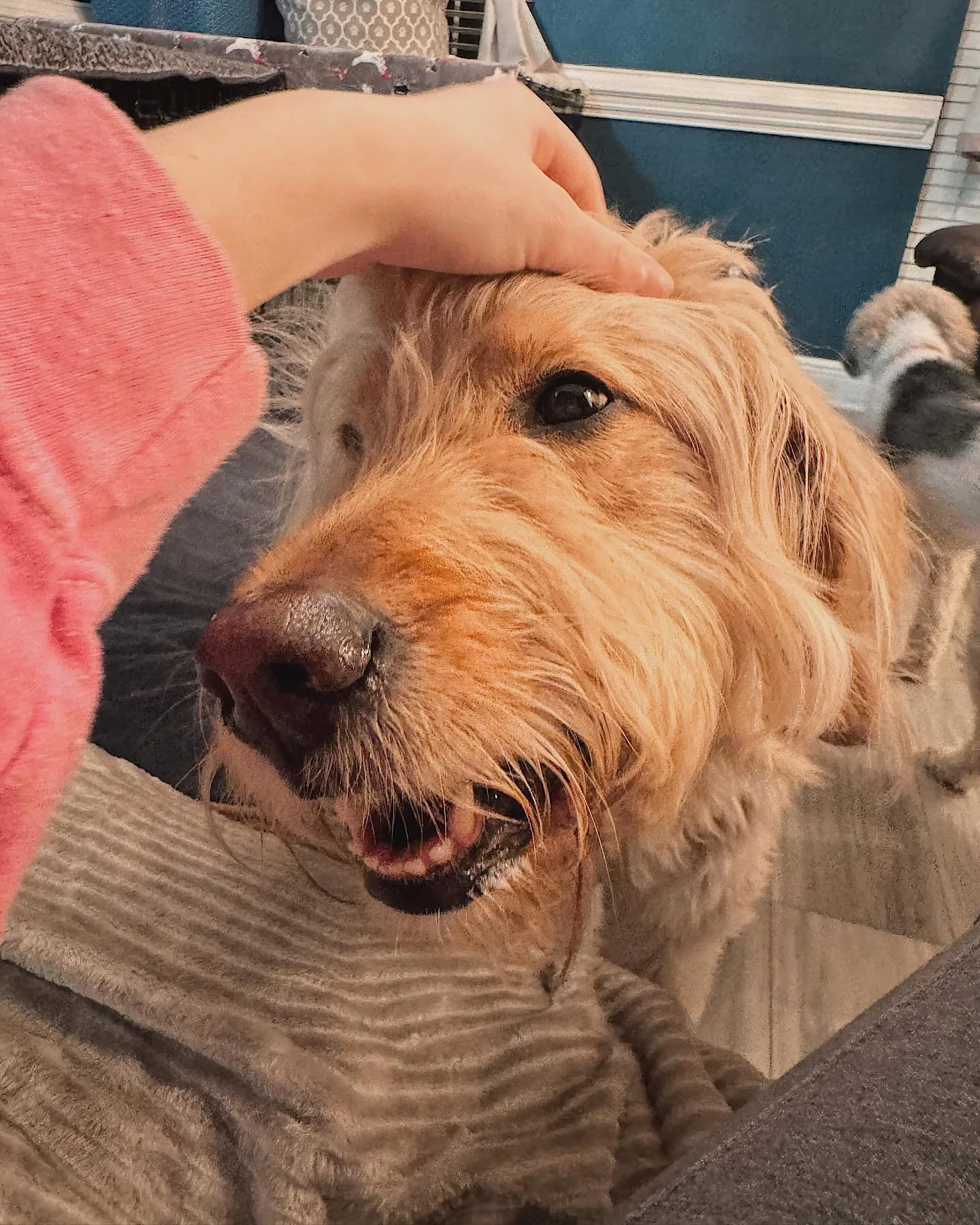 Sweet Lucy doodle girl LOVES being doted on. 💕 I adore her! 🥰
-
-
-
#petbusiness #petsitter #dogsofinstagram #dogs #petcare #doglovers #smallbusiness #petlovers #petservice #petservices #dogsitter #petindustry #doglover #dogsofinsta #petsitting #do