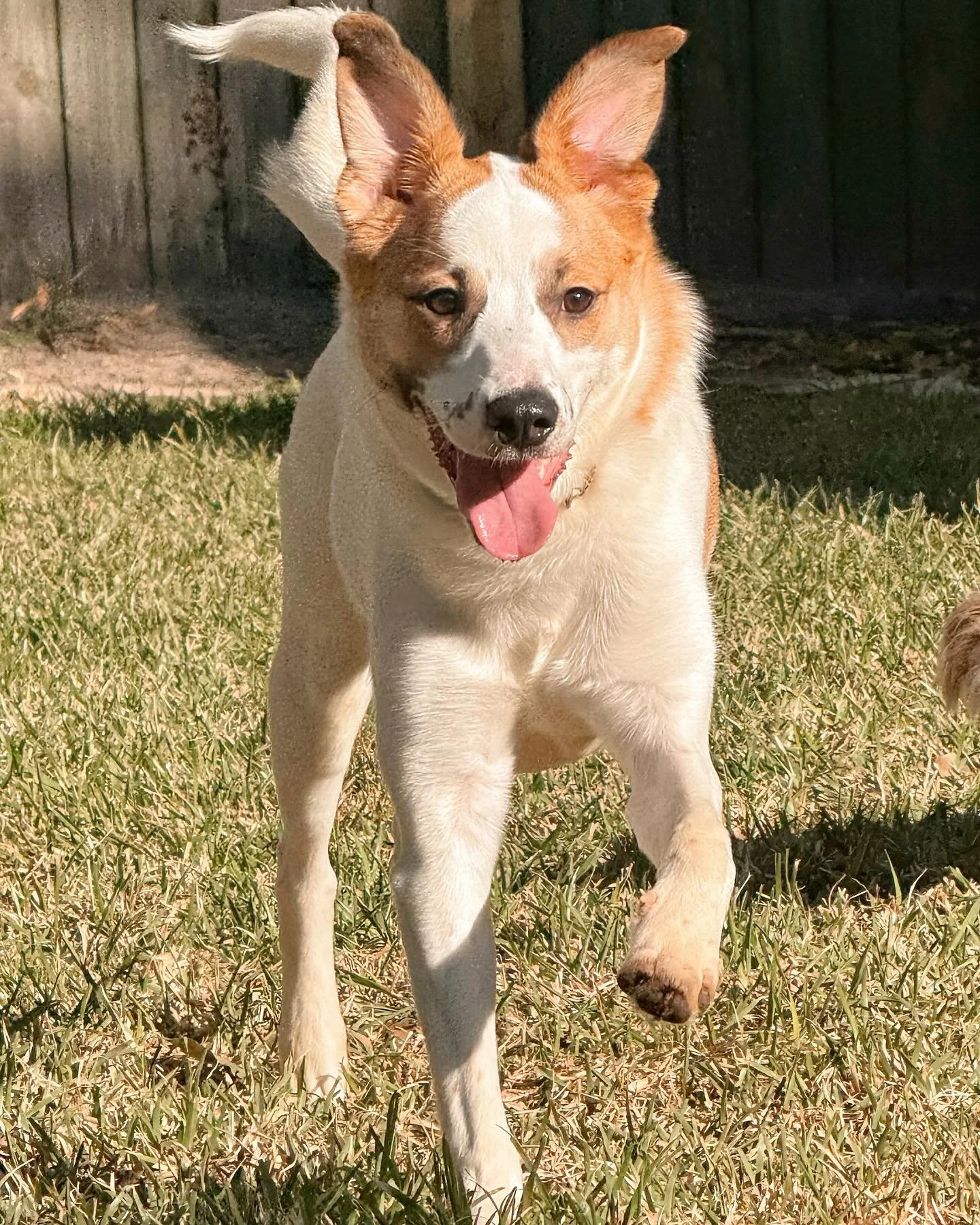 Jumpin through the week like 🐰😍 milli is just a precious girl! 🥰
Hope everyone is having a great Wednesday! 🎉 
-
-
-
#petbusiness #petsitter #dogsofinstagram #dogs #petcare #doglovers #smallbusiness #petlovers #petservice #petservices #dogsitter 