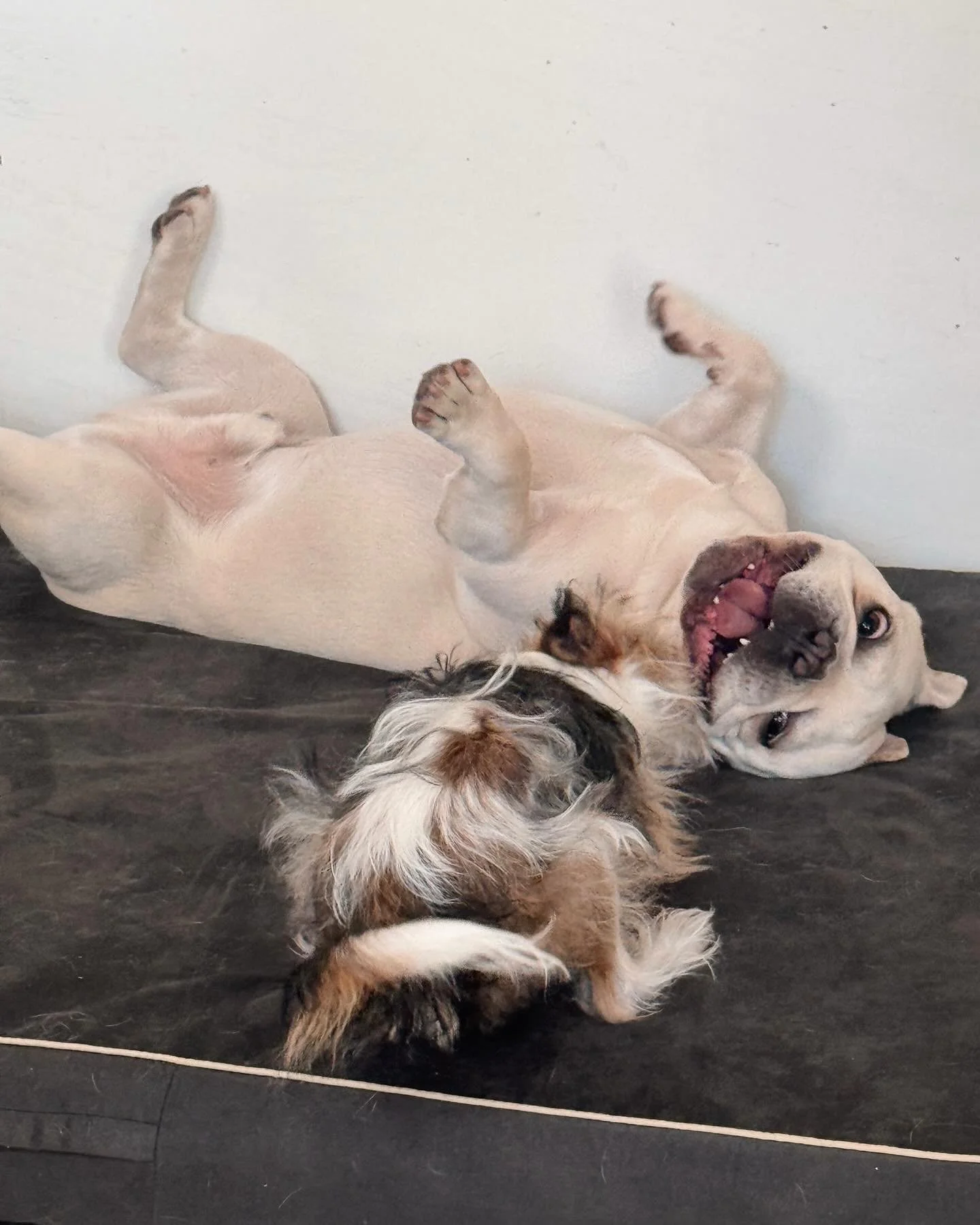 Gus &amp; Lyla were the best of friends during his stay, truly 2 peas in a pod! 🫛🥰
Happy Friday! 😁
-
-
-
#petbusiness #petsitter #dogsofinstagram #dogs #petcare #doglovers #smallbusiness #petlovers #petservice #petservices #dogsitter #petindustry 