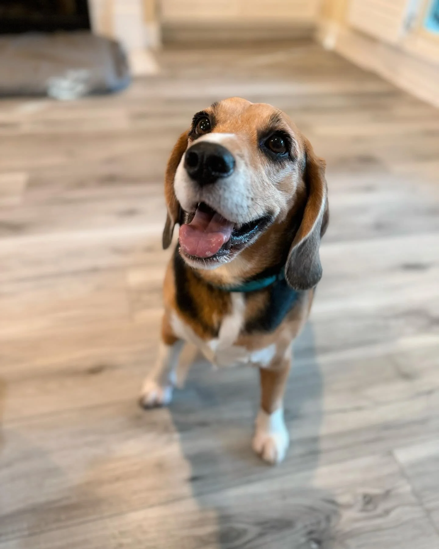 Happy Monday! Here&rsquo;s to another wonderful week ahead! 🥰
-
-
-
#petbusiness #petsitter #dogsofinstagram #dogs #petcare #doglovers #smallbusiness #petlovers #petservice #petservices #dogsitter #petindustry #doglover #dogsofinsta #petsitting #dog