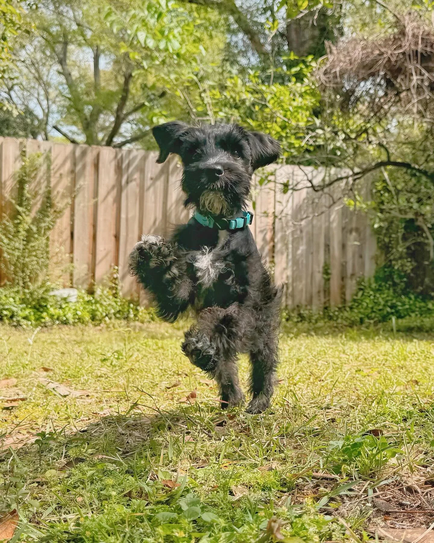 There is nothing more precious than a fresh puppy learning the ways of the world 🌎 Ruger is so precious and smart! 💕
-
-
-
#petbusiness #petsitter #dogsofinstagram #dogs #petcare #doglovers #smallbusiness #petlovers #petservice #petservices #dogsit