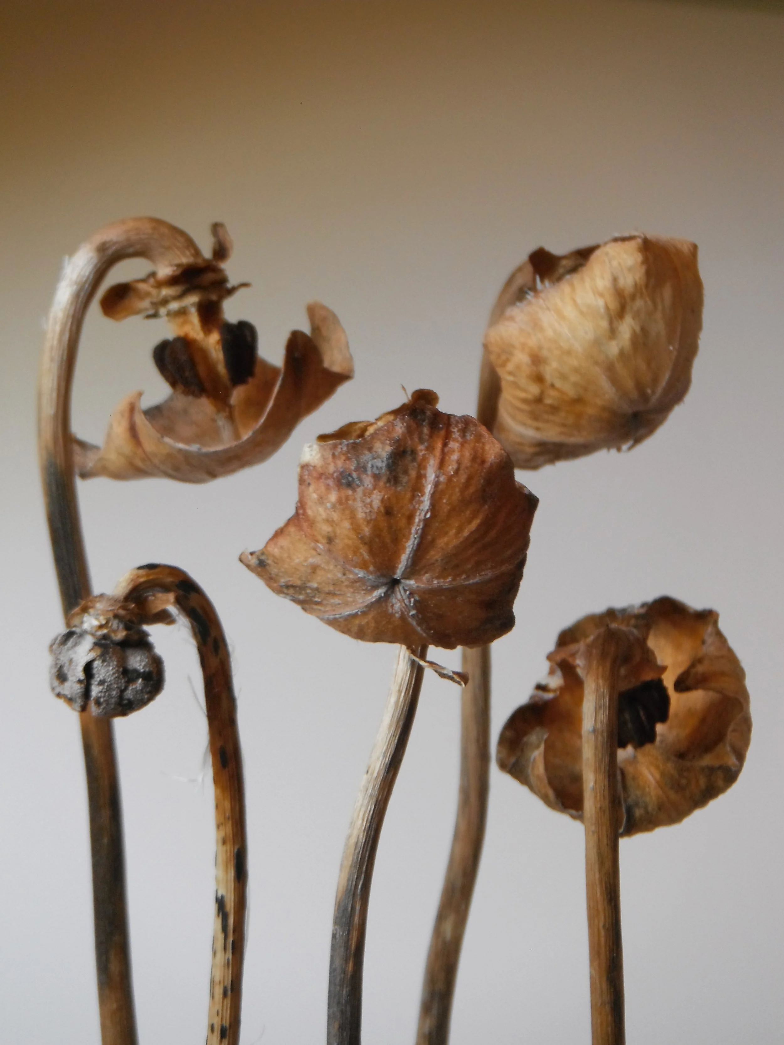 Botanical Paint and Chat (Zoom)