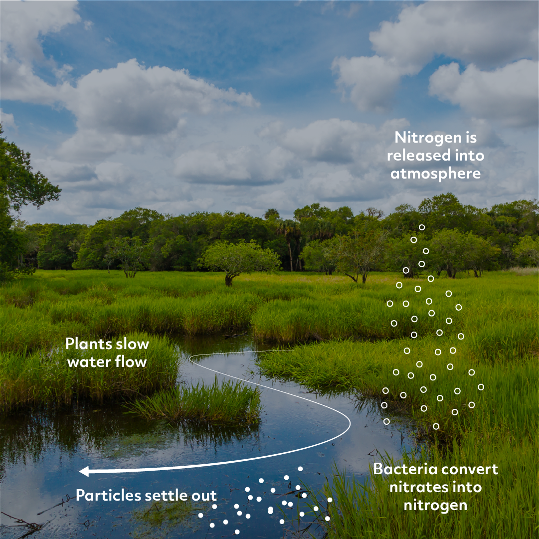 Wetlands_Social_final.png