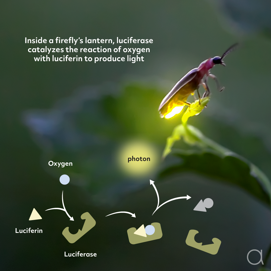 Firefly_Biolum_Social_final.png