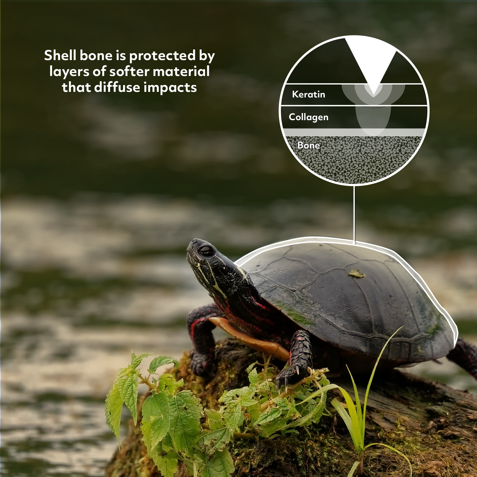 Turtle shell social final.png